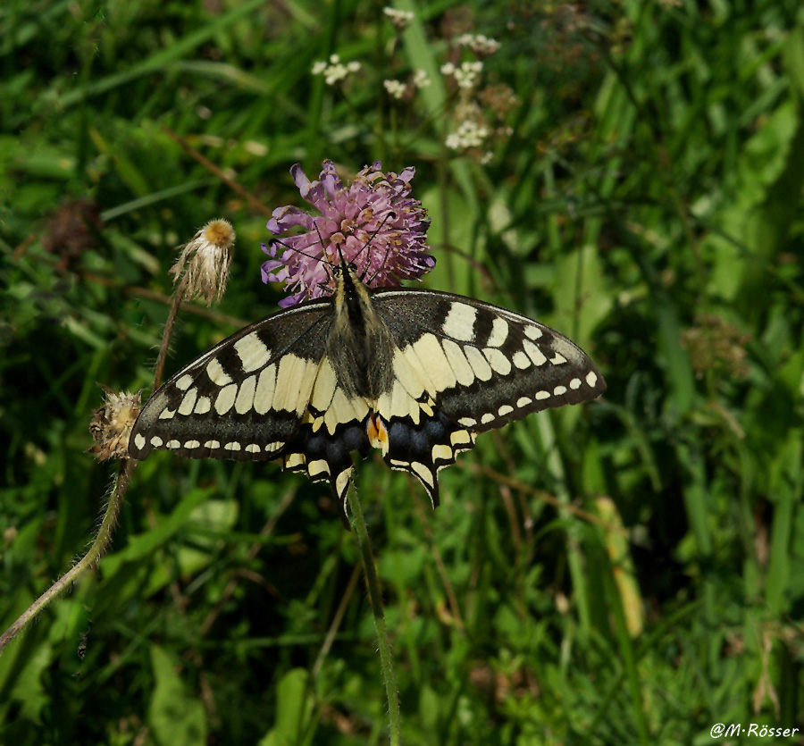 Schwalbenschwanz (Papilio machaon)