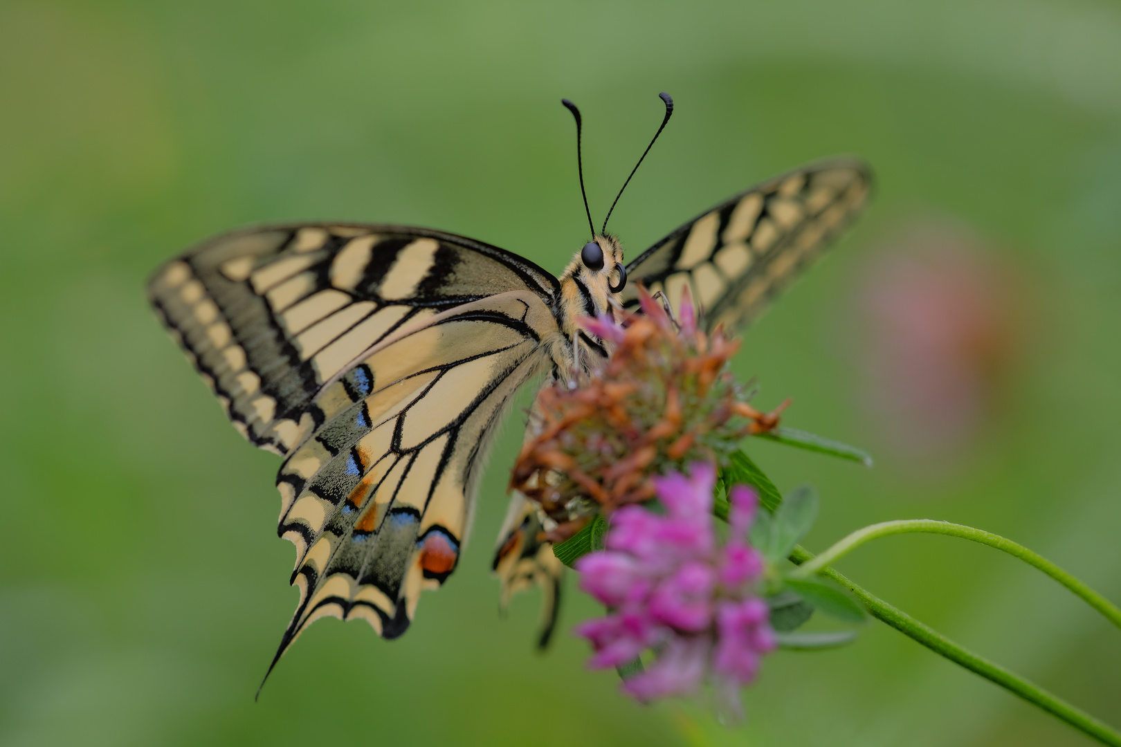 ... Schwalbenschwanz (Papilio machaon) ...