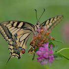 ... Schwalbenschwanz (Papilio machaon) ...