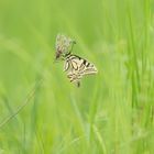 Schwalbenschwanz (Papilio machaon)