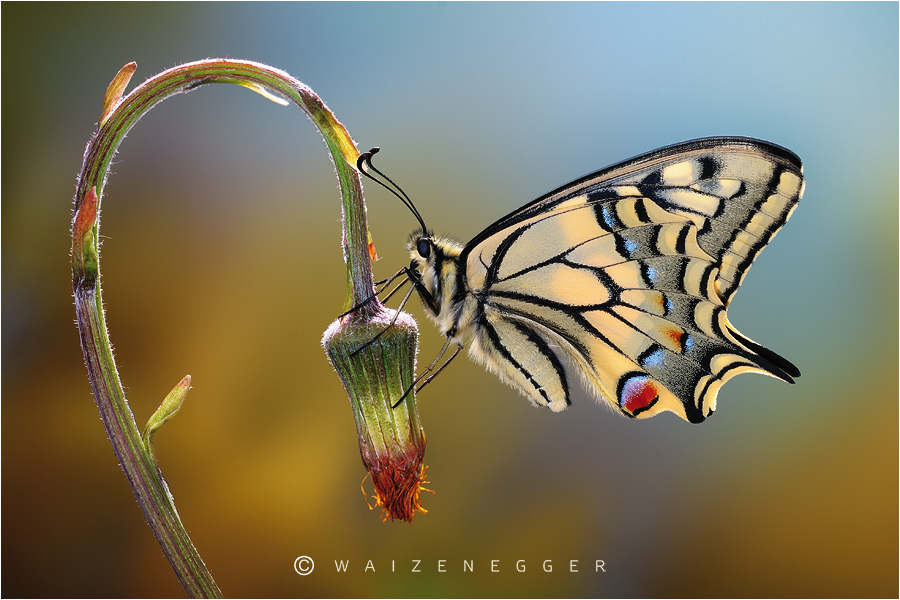 Schwalbenschwanz (Papilio machaon)