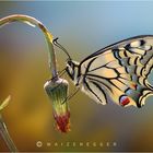 Schwalbenschwanz (Papilio machaon)