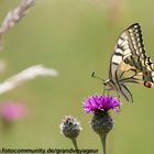 Schwalbenschwanz (Papilio machaon)