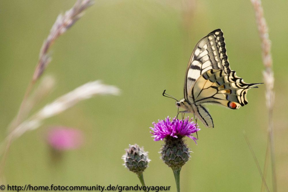 Schwalbenschwanz (Papilio machaon)