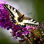 Schwalbenschwanz Papilio machaon