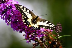 Schwalbenschwanz Papilio machaon