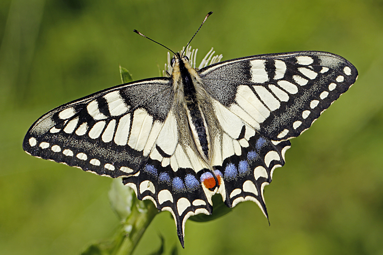 Schwalbenschwanz (Papilio machaon)