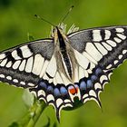 Schwalbenschwanz (Papilio machaon)