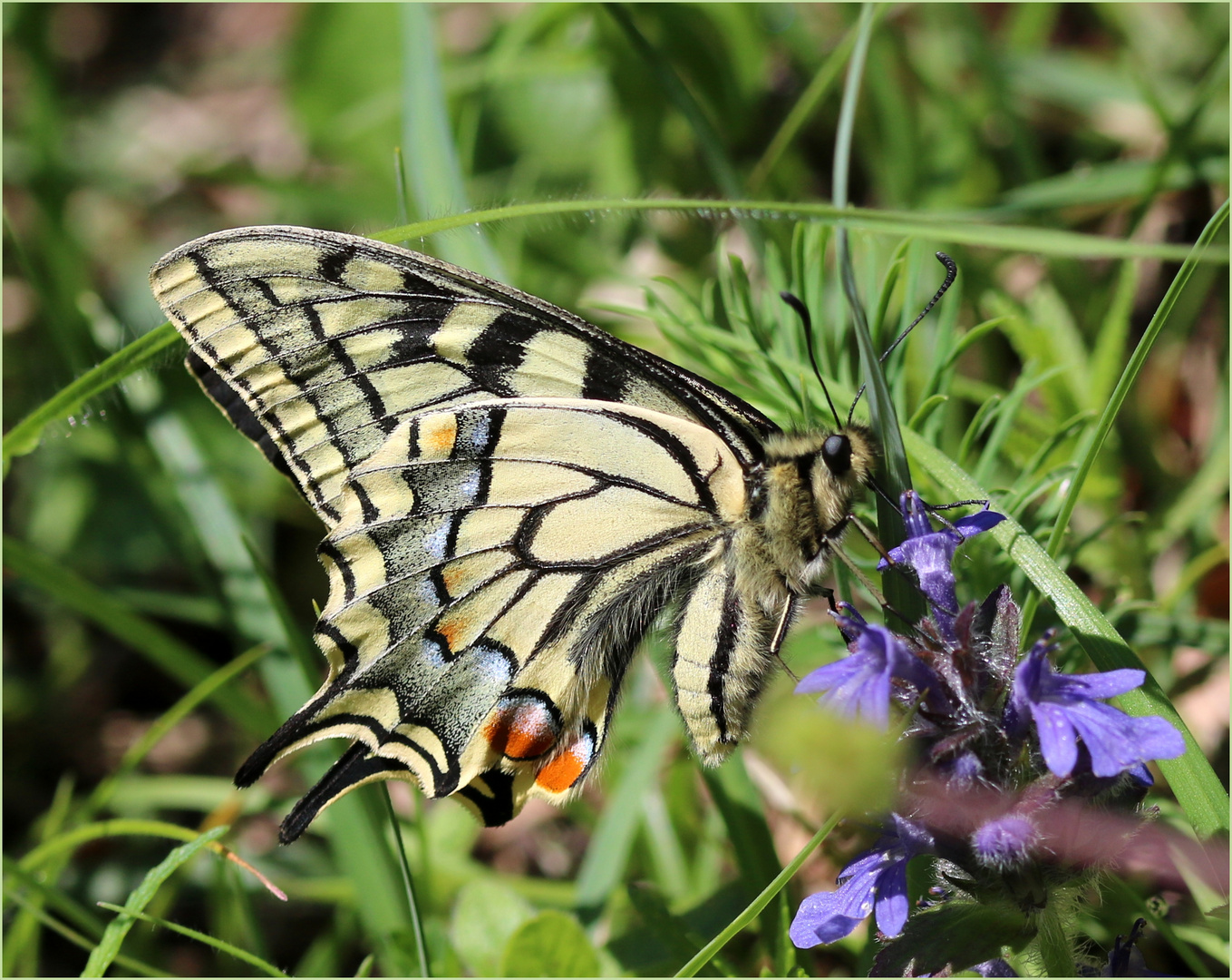 Schwalbenschwanz (Papilio machaon).