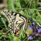 Schwalbenschwanz (Papilio machaon).