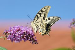 Schwalbenschwanz (Papilio machaon)