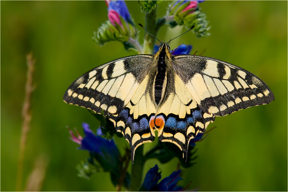 Schwalbenschwanz (Papilio machaon)