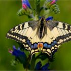 Schwalbenschwanz (Papilio machaon)