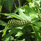 Schwalbenschwanz (Papilio machaon) (D)