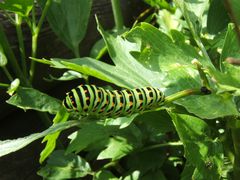 Schwalbenschwanz (Papilio machaon) (D)