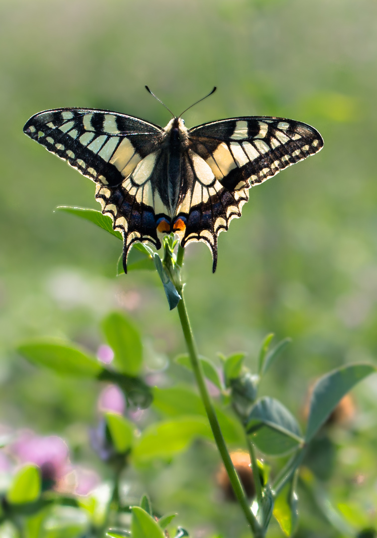  Schwalbenschwanz (Papilio machaon)