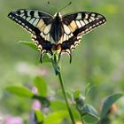  Schwalbenschwanz (Papilio machaon)