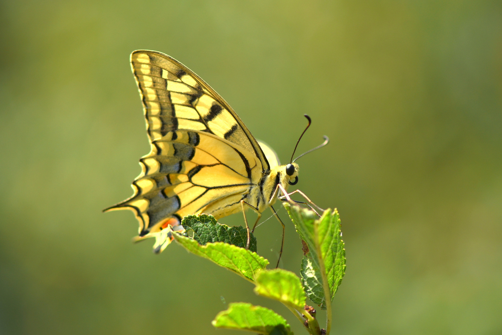 Schwalbenschwanz -  Papilio machaon