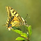 Schwalbenschwanz -  Papilio machaon