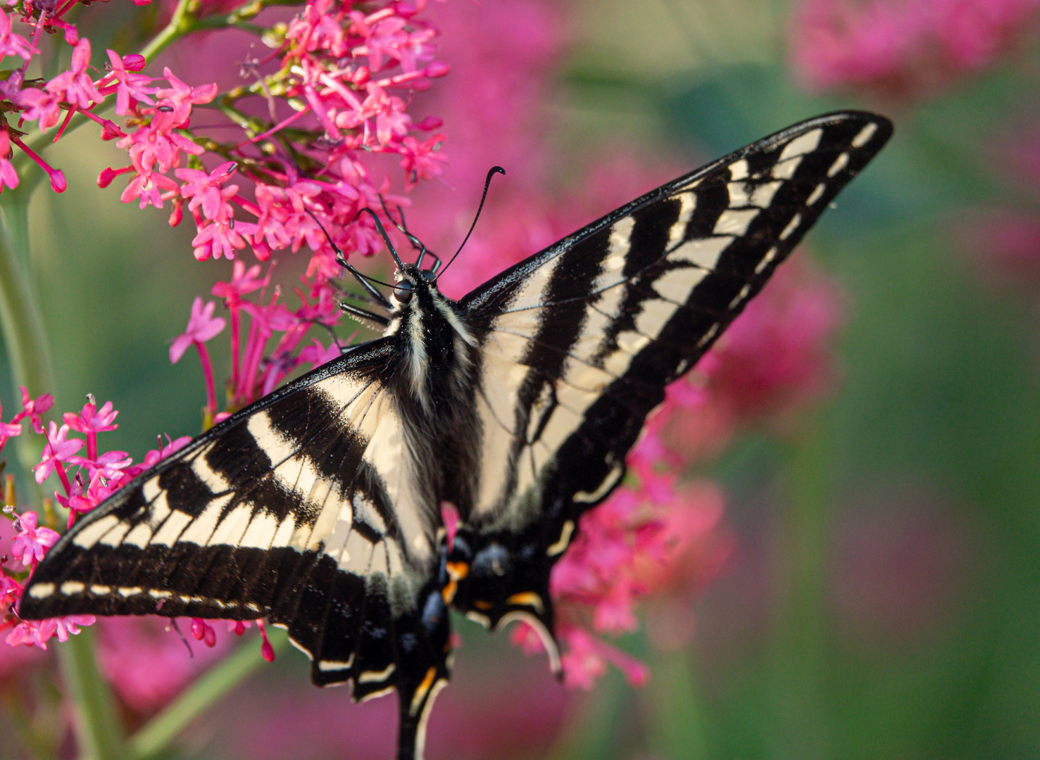 Schwalbenschwanz (Papilio machaon)