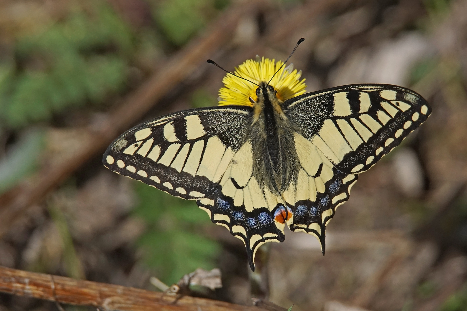 Schwalbenschwanz (Papilio machaon), der erste 2024