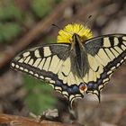 Schwalbenschwanz (Papilio machaon), der erste 2024