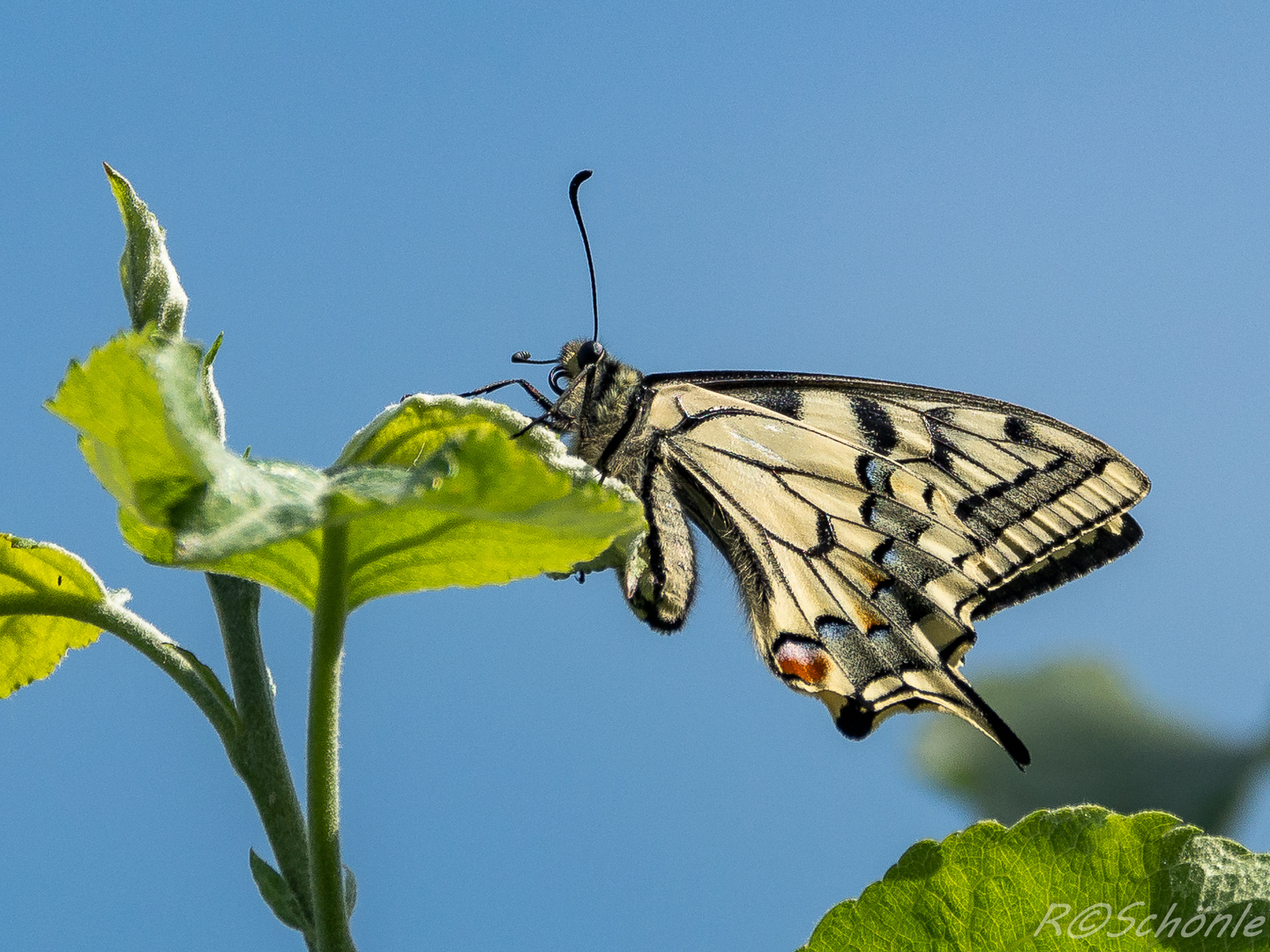 Schwalbenschwanz (Papilio machaon)