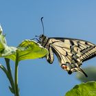 Schwalbenschwanz (Papilio machaon)