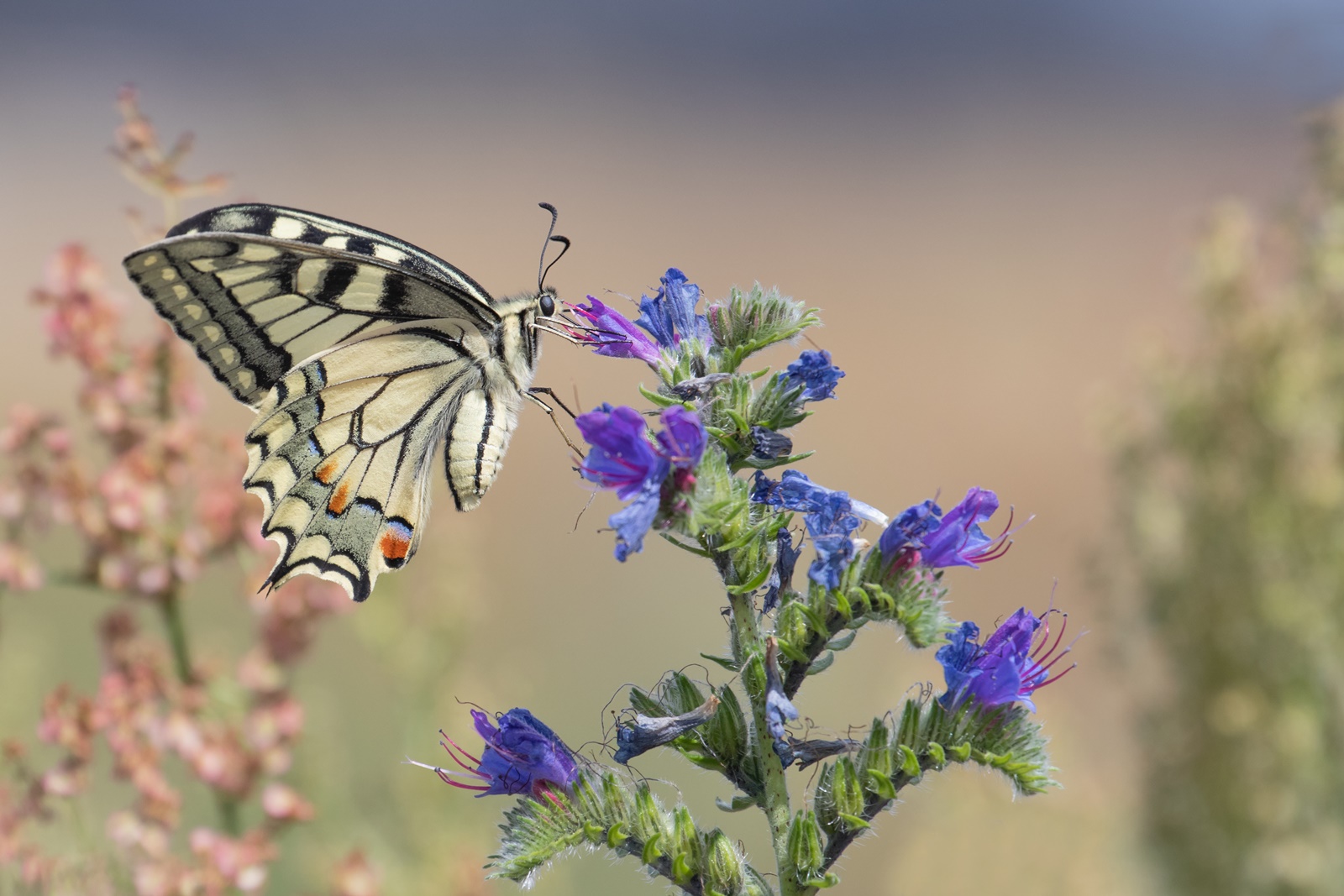 Schwalbenschwanz - Papilio machaon