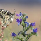 Schwalbenschwanz - Papilio machaon