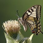 Schwalbenschwanz  (Papilio machaon)