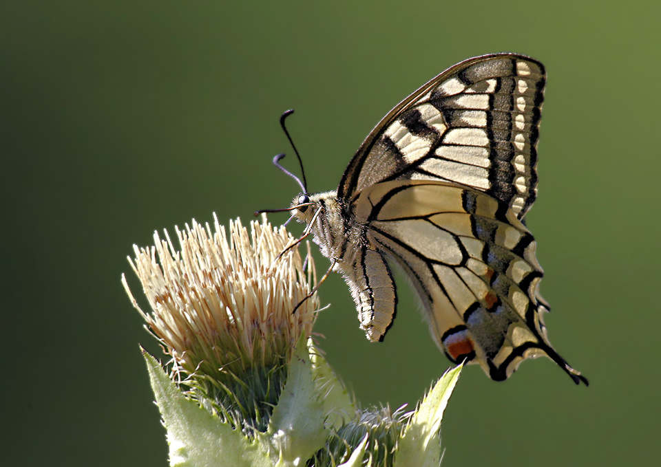 Schwalbenschwanz  (Papilio machaon)