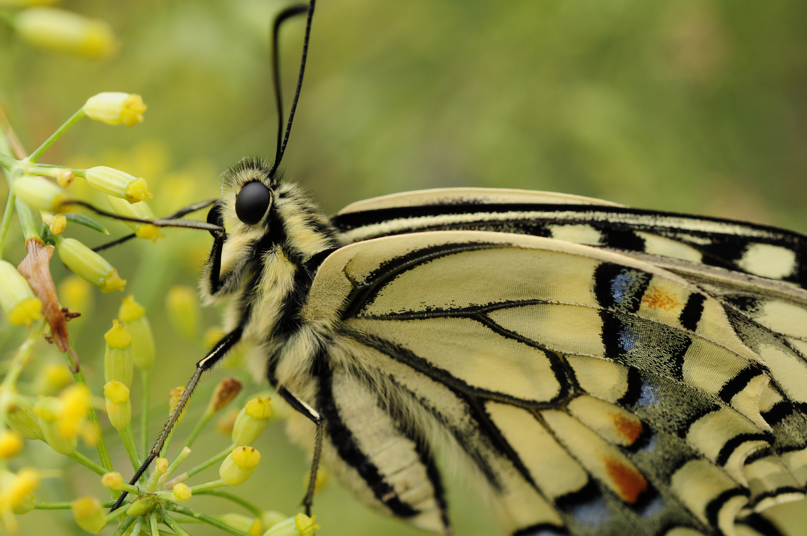 Schwalbenschwanz (Papilio machaon)