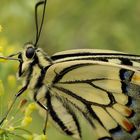 Schwalbenschwanz (Papilio machaon)