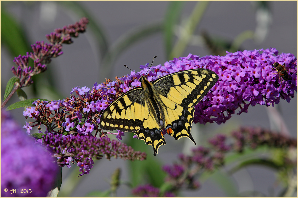 Schwalbenschwanz (Papilio machaon)