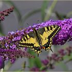 Schwalbenschwanz (Papilio machaon)