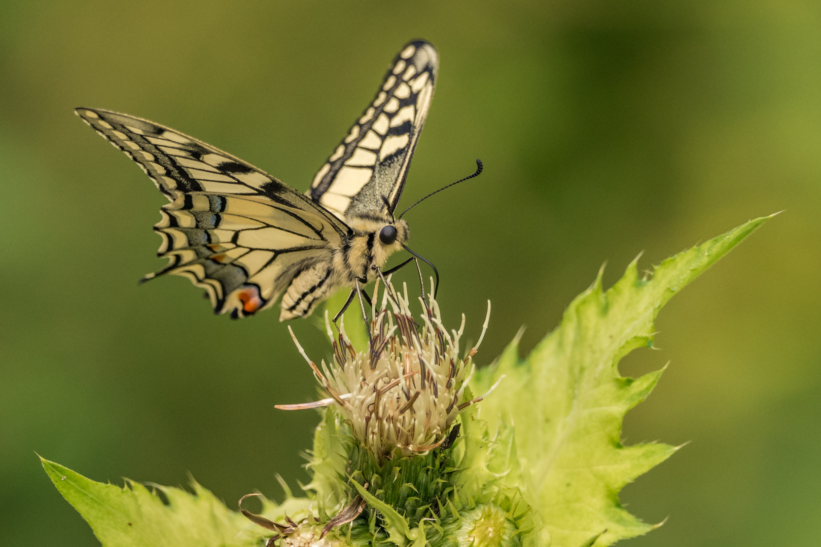 Schwalbenschwanz (Papilio machaon)