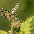 Schwalbenschwanz (Papilio machaon)