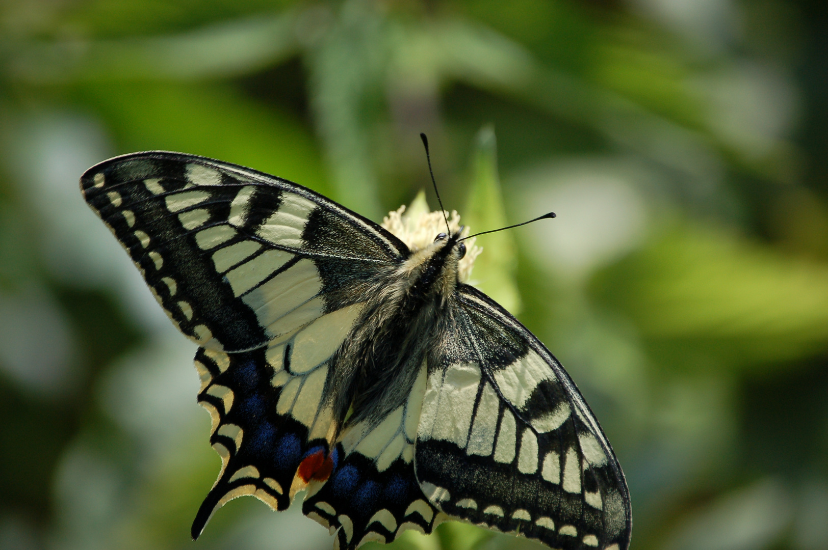 Schwalbenschwanz (Papilio machaon)