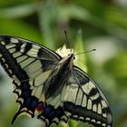 Schwalbenschwanz (Papilio machaon)