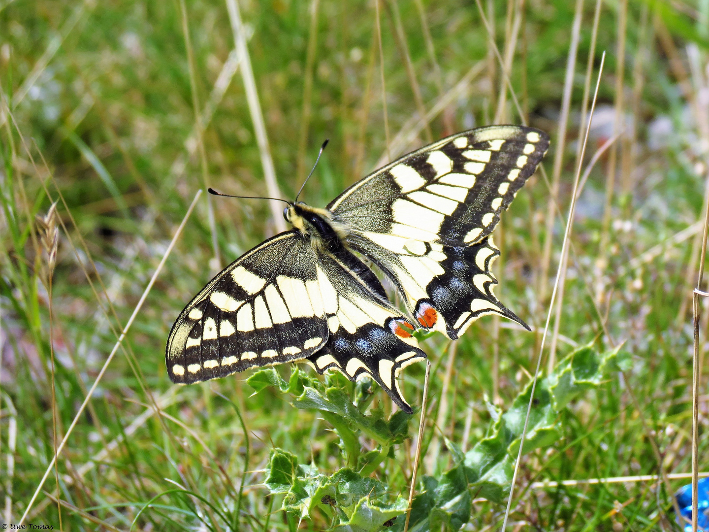 Schwalbenschwanz (Papilio machaon)