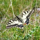 Schwalbenschwanz (Papilio machaon)