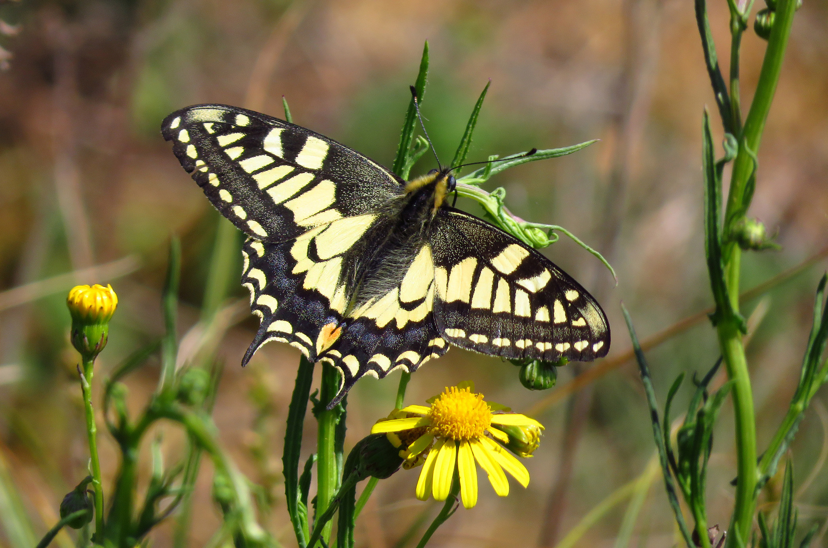 Schwalbenschwanz, Papilio machaon