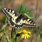 Schwalbenschwanz, Papilio machaon