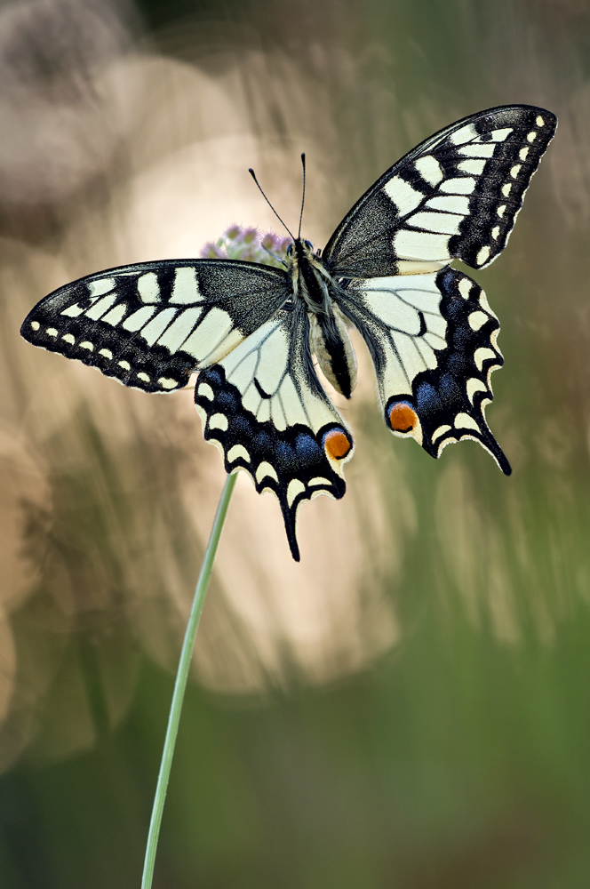 Schwalbenschwanz (Papilio machaon)