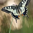 Schwalbenschwanz (Papilio machaon)