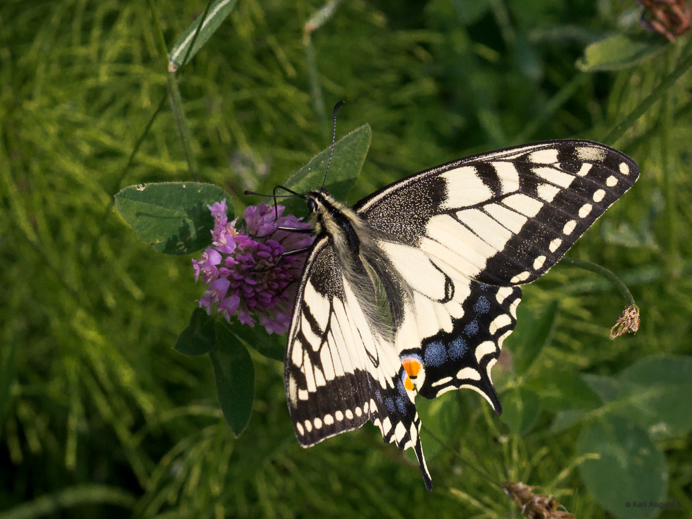 Schwalbenschwanz (Papilio machaon)