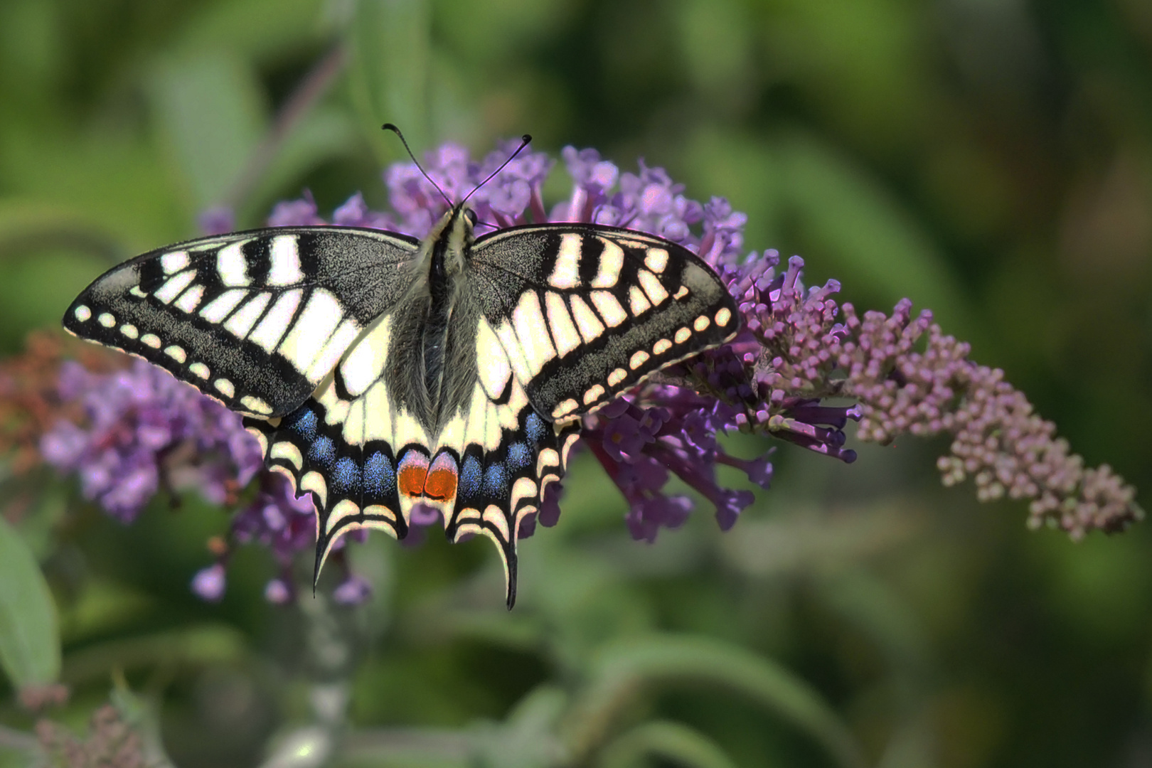 Schwalbenschwanz (Papilio machaon)