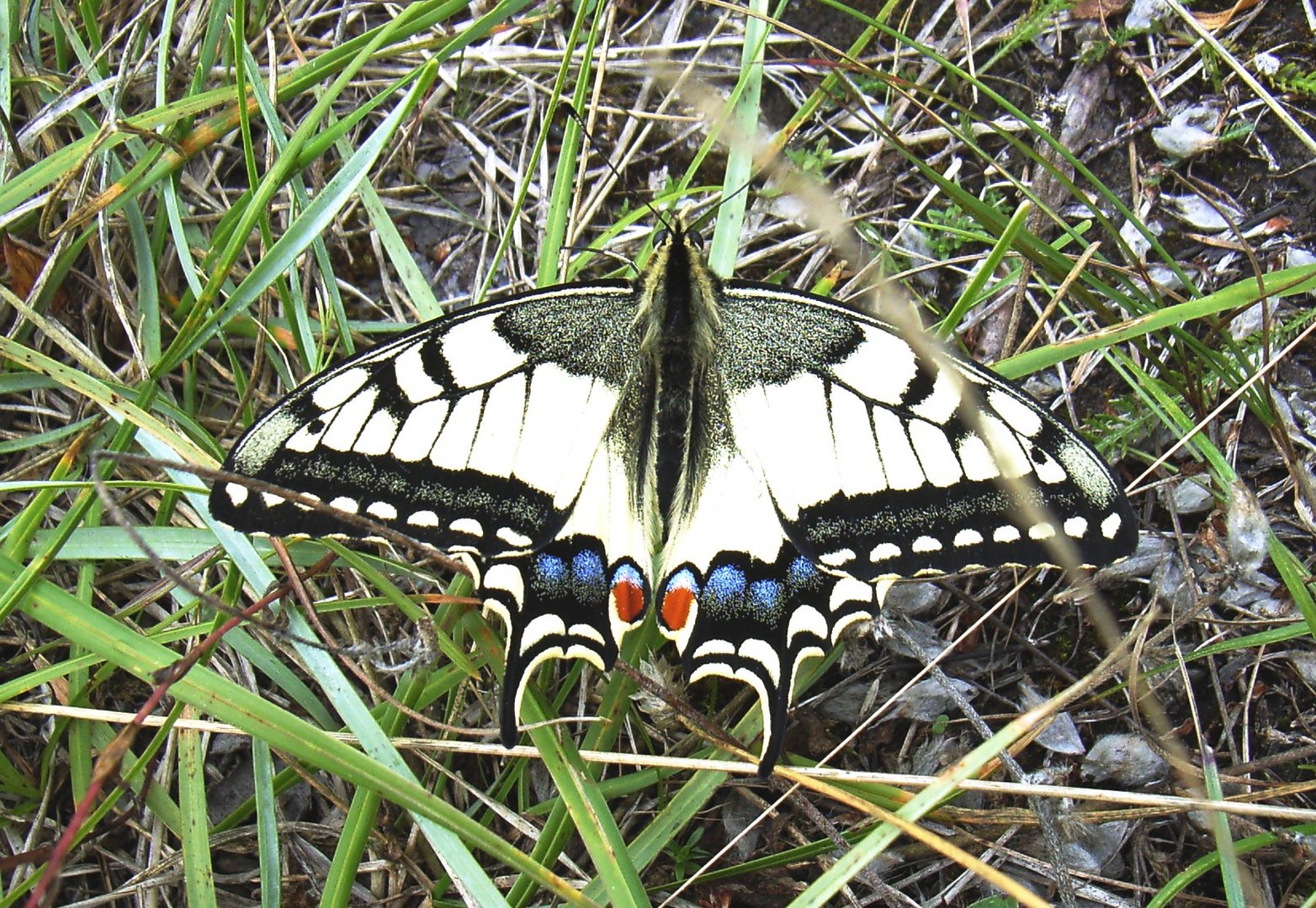 Schwalbenschwanz (Papilio machaon), Estland 2005