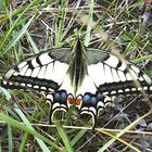 Schwalbenschwanz (Papilio machaon), Estland 2005